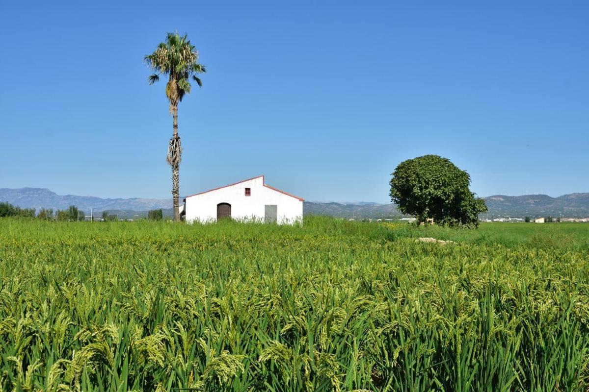 Apartamento Delta Del Ebro Amposta Dış mekan fotoğraf